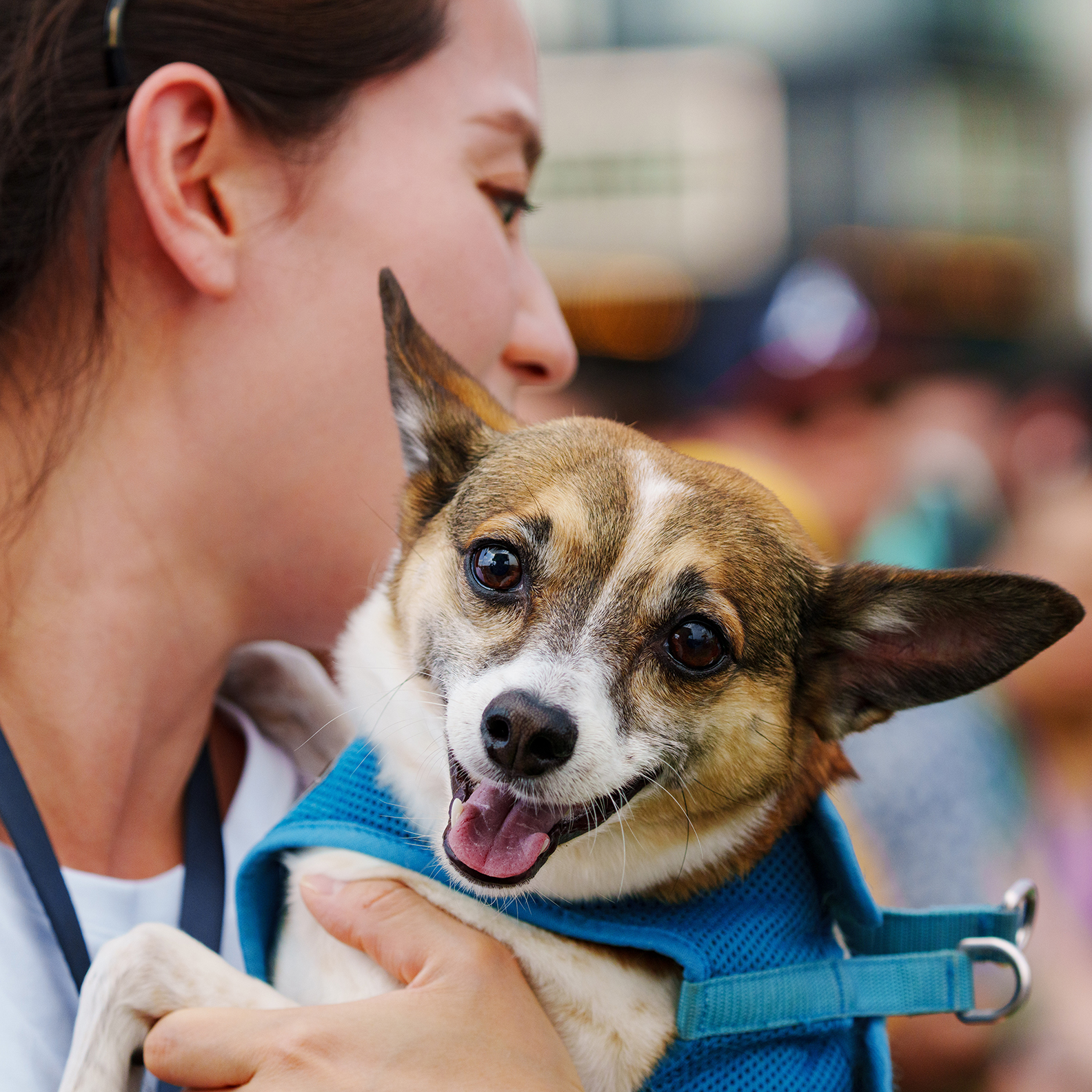 Running of the Chihuahuas